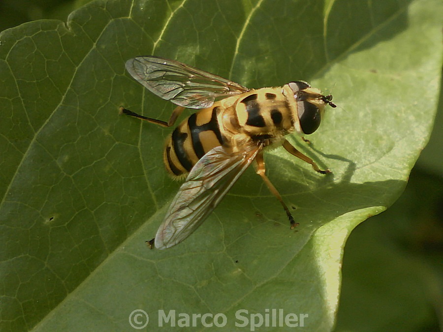 Myathropa florea